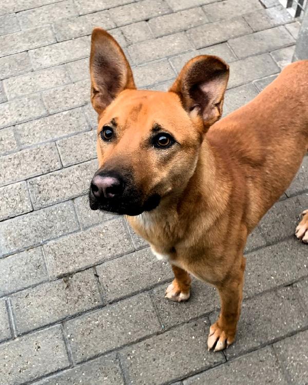 Simba Simpatico Lupetto